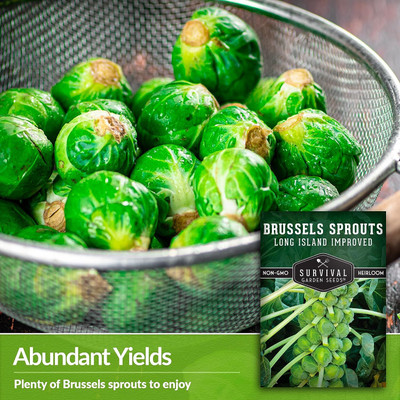 WILLVINE MAH -VIII Long Island Improved Brussels Sprouts [1g] Seed(300 per packet)
