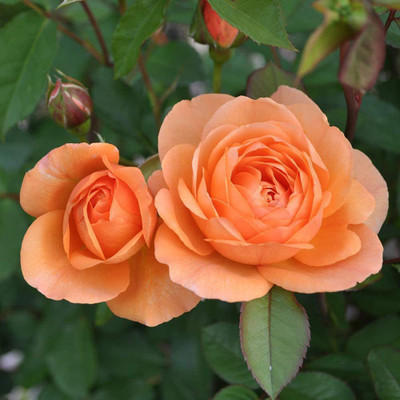 CYBEXIS LX-47 - Orange Rose Bush - (100 Seeds) Seed(100 per packet)
