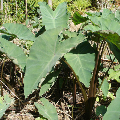 SREE Taro Root,Kachu Root Seed(5 per packet)