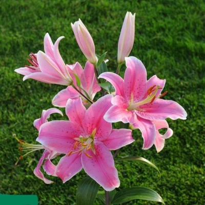 Audbhidhi Oriental Lily Flower Bulbs for Winter Flower Seed(5 per packet)