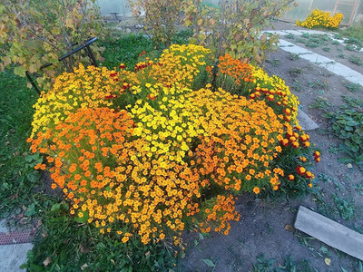 CYBEXIS NBIR-93 - Marigolds Mexican Mix - (250 Seeds) Seed(250 per packet)