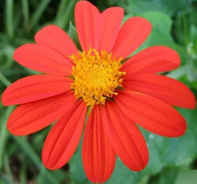 madrid Tithonia rotundifolia 'Torch' Seed(10 per packet)