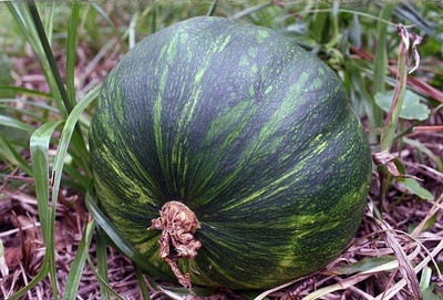 Qualtivate ICRA-8A Pumpkin F1 Hybrid Imported Seeds Seed(50 per packet)