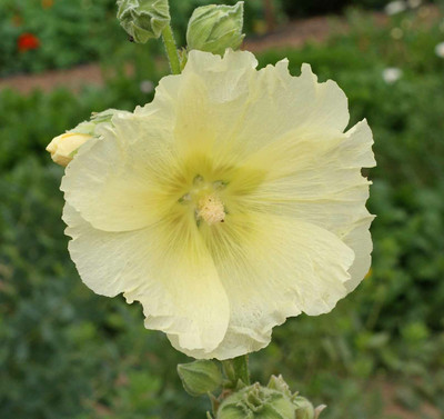 XOLDA Exotic holly hock Seed(40 per packet)