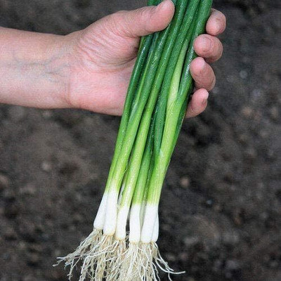 WILLVINE AMR -VII Vegetable Garden Spring Onions [2.5g] Seed(1500 per packet)