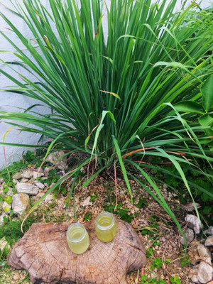 Aywal Lemon Grass/Lemongrass Seed(30 per packet)