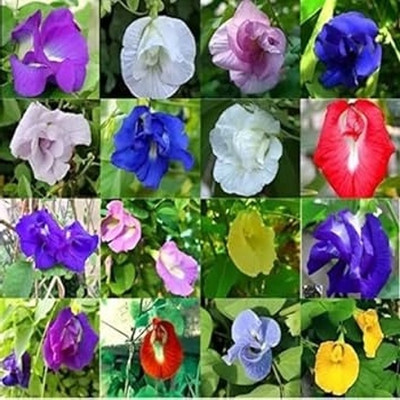 Greenfall Aparajita Seeds, Mixed Colors, Nilkantha (24 Per Packet) Seed(20 per packet)