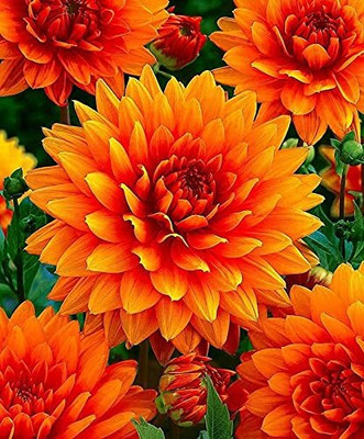 Aywal HYBRID SEEDS Dahlia Mixed Seed(2 g)