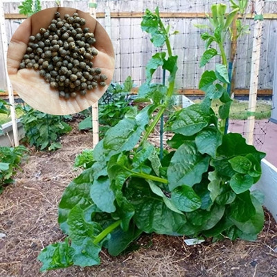 DEYS AGRO ™ poi saag seeds,high germination,poi saag seeds hybrid vegetables Seed(118 per packet)