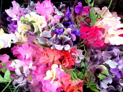 Qualtivate RES-6A Sweet Pea Little Sweetheart Mix Seed(200 per packet)
