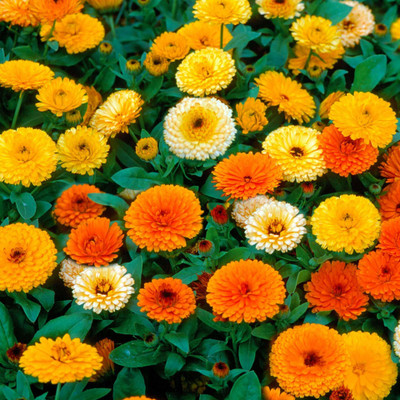 SREE Calendula Seed(50 per packet)