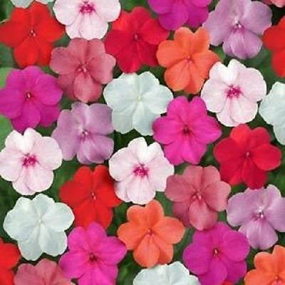 Aywal Balsam Multicolor Flower Seed(30 per packet)