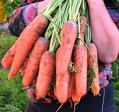 VibeX KGF -88 - Giant Red Carrot Sweet - (250 Seeds) Seed(250 per packet)