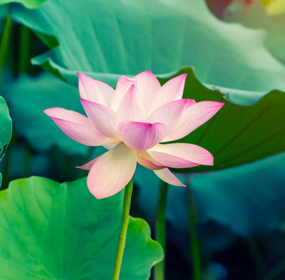 VIBAC lotus,kamal gatta Seed(11 per packet)