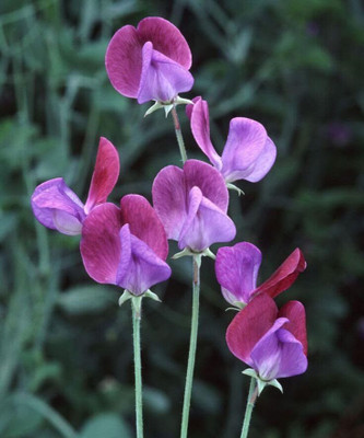 Lorvox Flower Seeds - Sweet Pea (Giant Wave Mixed) Seed(28 per packet)