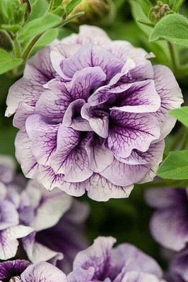 Lorvox Mixed Petunia Climbing Flower Seed(50 per packet)