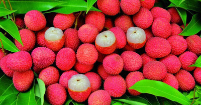 Aywal Litchi, Lichi, Lychee Seed(3 per packet)