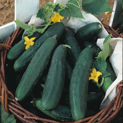 NeLeSa Gardening Cucumber Seeds Seed(50 per packet)