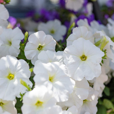 CYBEXIS LXI-56 - Petunia Multiflora White - (180 Seeds) Seed(180 per packet)
