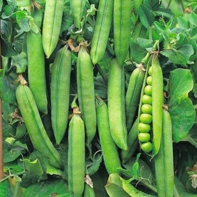 SUAA Peas (matar) Vegetable Seed(100 per packet)