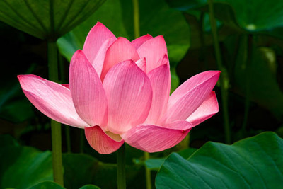 Hybrid corn lotus,kamal gatta Seed(11 per packet)
