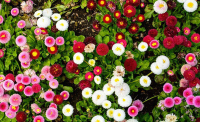 CYBEXIS Garden English Daisy Mix Seeds Seed(50 per packet)