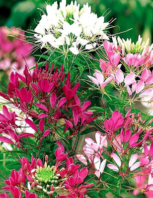 Aywal Cleome Flower Hybrid Seed(20 per packet)
