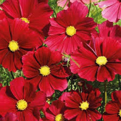 CYBEXIS COSMOS - GAZEBO RED Seed(50 per packet)