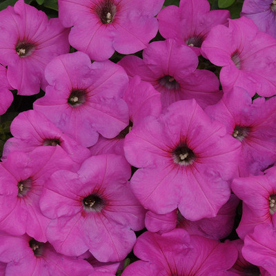 CYBEXIS Neon Rose Easy Wave Petunia Flower Seed Seed(1 g)
