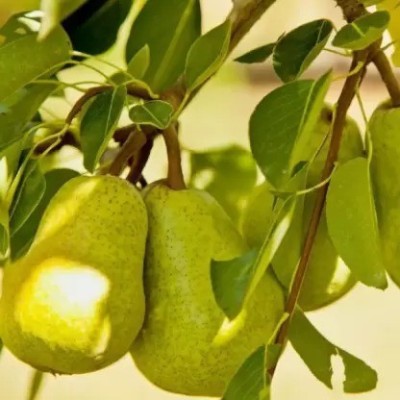 Aro Pear Seed(37 per packet)