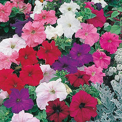 Lorvox Plumb Pudding Easy Wave Petunia Flower Seed(50 per packet)