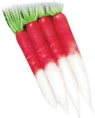 Clint Radish Half Red Seed (50 per packet) Seed(50 per packet)