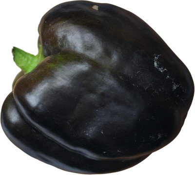 Qualtivate RES-6A California Wonder (Organic)Capsicum Seed(100 per packet)