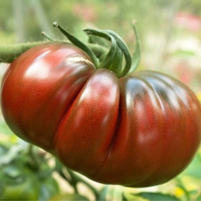 Aywal Black Tomato Seed(750 per packet)