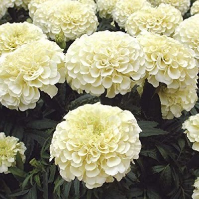 TRICONE Flower Seeds Marigold F1 Hybrid White Vanilla Flower Seeds XX34 Seed(2000 per packet)