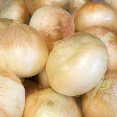 WATIKA Sweet Onion Pyaz Seed(2000 per packet)