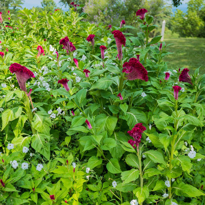 SUNSAY Cockscomb Seeds (Celosia argentea var Seed(80 per packet)