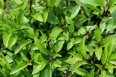 Qualtivate LXI-49 Anise Basil Seeds Seed(1000 per packet)
