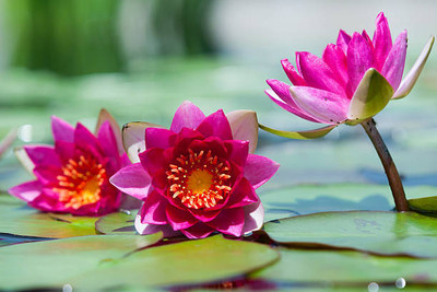 gorgeous moement lotus,kamal gatta Seed(14 per packet)
