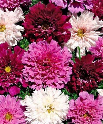 CYBEXIS Mixed Bonbon Cosmo Seeds Seed(1 g)