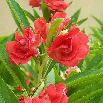 Aywal Balsam Multicolor Flower Seed(90 per packet)