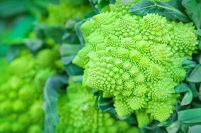 KNESSiN Broccoli Romanesque Seed(1250 per packet)