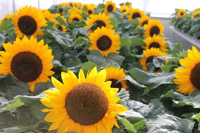 VibeX ATS-50 - Sunspot Sunflower - (1350 Seeds) Seed(1350 per packet)