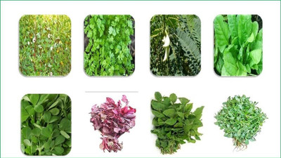 ibains Mix combo vegetable seeds Seed(800 per packet)