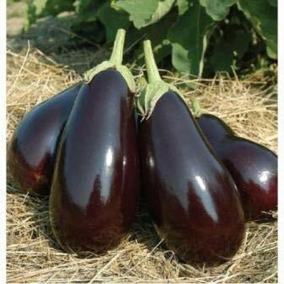 TRICONE eggplant purple brinjal bengan organic garden farm 1500 seeds RF21 Seed(1500 per packet)