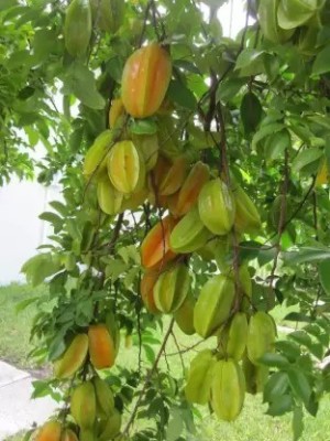 Chalisa Carambola, Star fruit Seed(25 per packet)