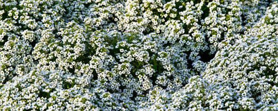 JMN gypsophila flower Seed(200 per packet)