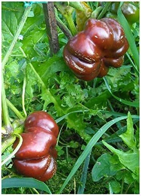 KNESSiN Chilli Sweet Chocolate Seed(1250 per packet)