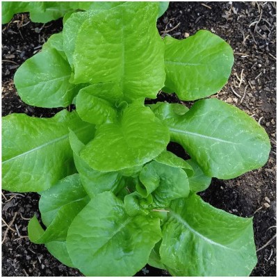 Qualtivate PUAS-2A Buttercrunch Lettuce Seeds Seed(300 per packet)