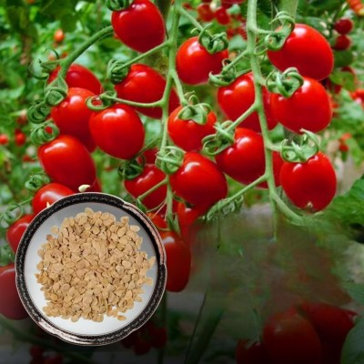 Lorvox Red Tamatar Ke Beej For Gardening Seed(1500 per packet)